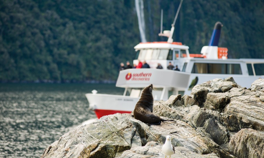 Checking out some New Zealand fur seals on our Milford Sound Encounter Nature Cruise v2