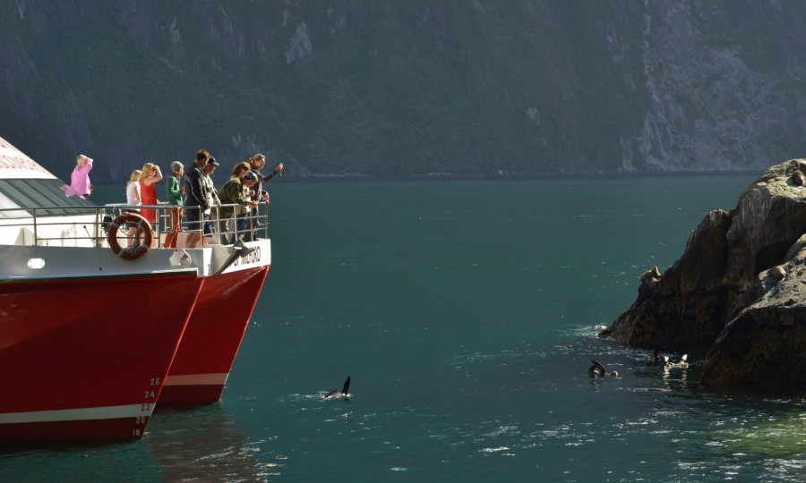 Spotting seals in the water in Milford Sound v2