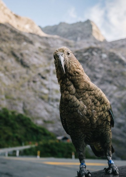 Cheeky Kea Credit Young Adventuress