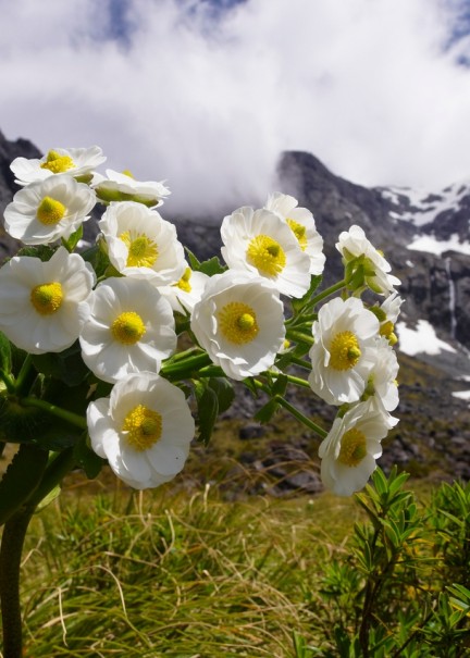 Fiordland - Southland, New Zealand - Credit Graham Dainty (9)