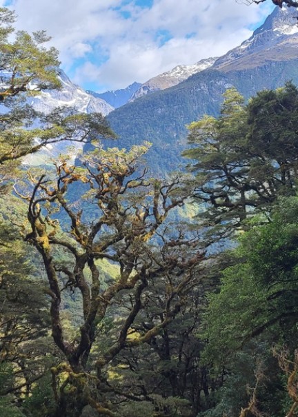 Routeburn Track Fiordland Southland New Zealand Credit Great South 36