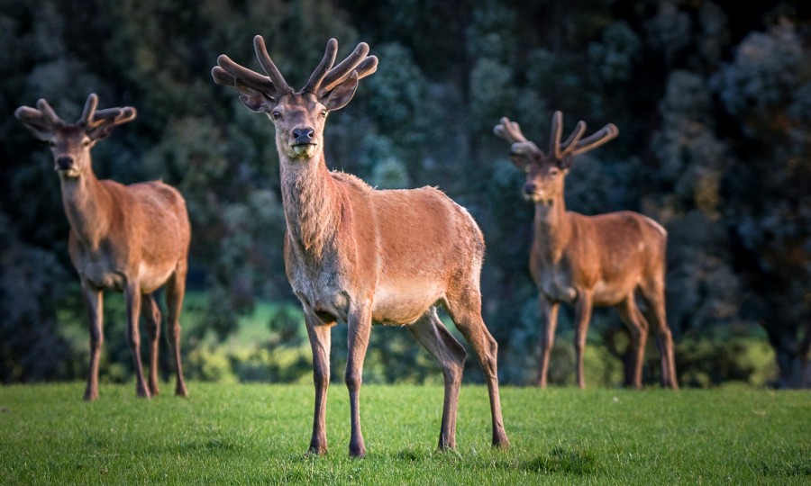 Cabot Lodge Stags