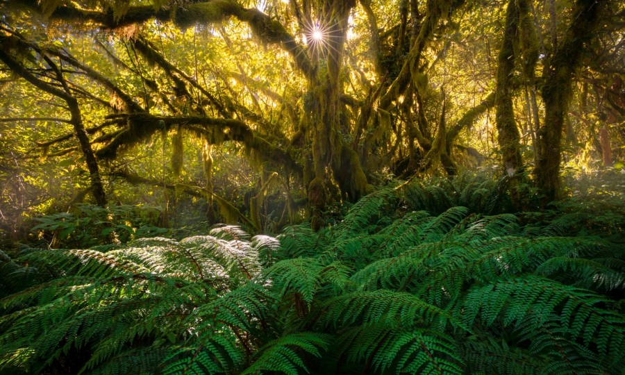 Copy of Fiordland Beech Forest Tree Moss