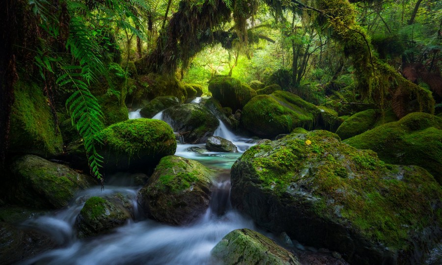 Copy of Fiordland Forest Will Patino