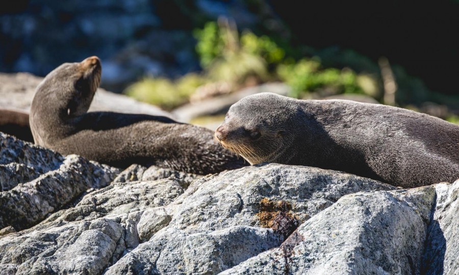 Seals Milford Sound Daytime Cruises Real Journeys 1