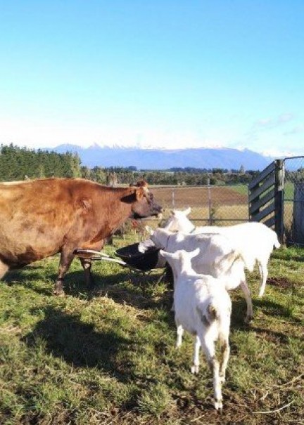 Goats cow calf