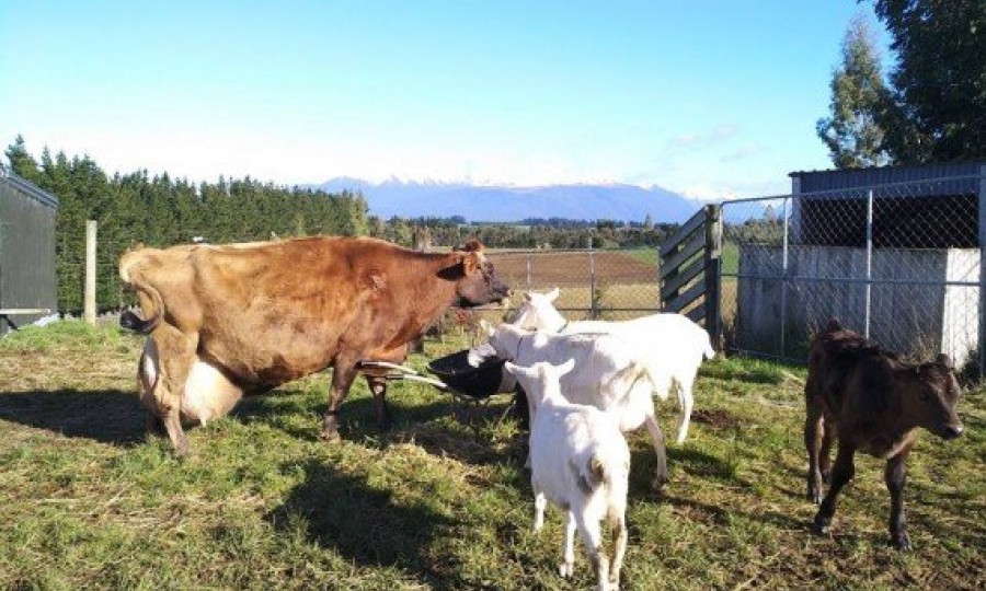 Goats cow calf