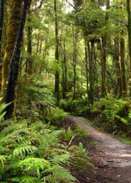 Tuatapere Hump Ridge Track lowland Beech Forest