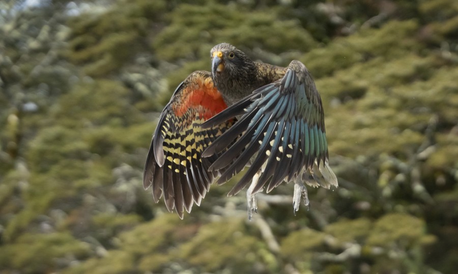 Kea Flying