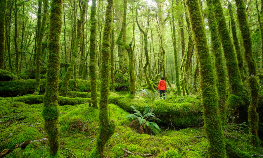 Lo Fiordland Forest v2
