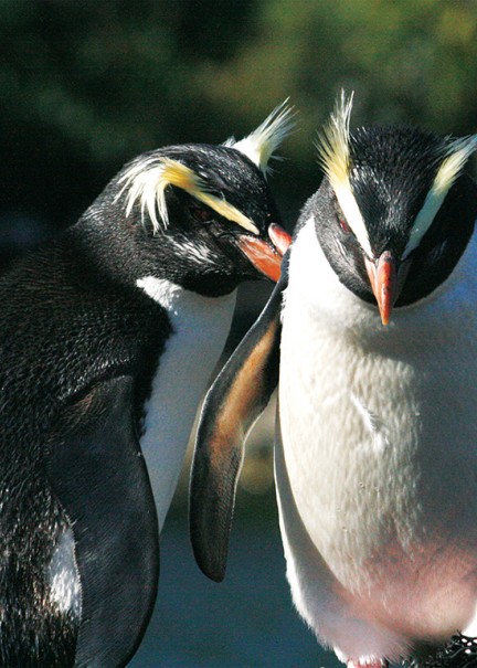 Fiordland Crested Penguin pair