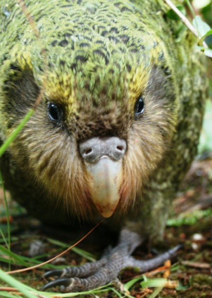 PDalley 12 Kakapo Prowl
