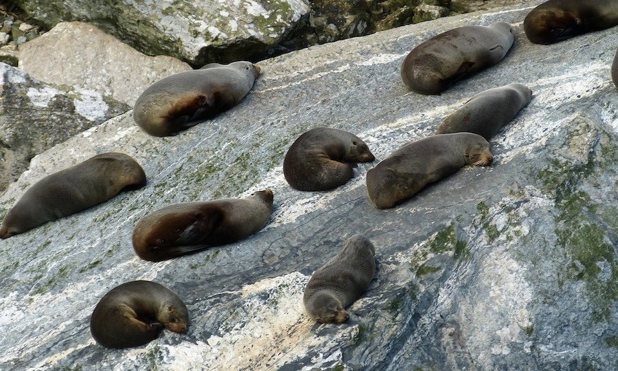 Seal Rock