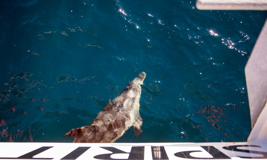 Spotting dolphins in Milford Sound